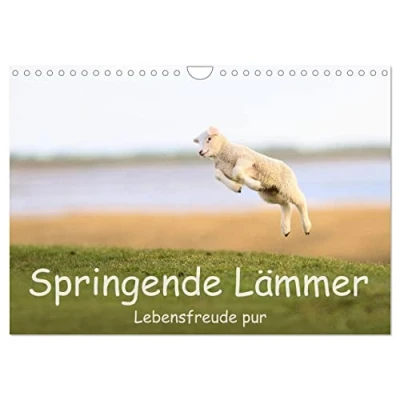 Abbildung von Springende Lämmer: Lebensfreude pur (Wandkalender 2025 DIN A4 quer), CALVENDO Monatskalender