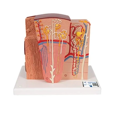 Abbildung von 3B Scientific Menschliche Anatomie MICROanatomy™ Niere + kostenlose App Smart Anatomy