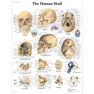 Abbildung von 3B Scientific Lehrtafel The Human Skull Der menschliche Schädel, unlaminated