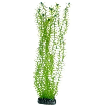 Abbildung von Dohse Lagarosiphon, 34 cm