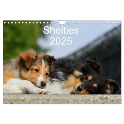 Abbildung von Shelties 2025 (Wandkalender DIN A4 quer), CALVENDO Monatskalender