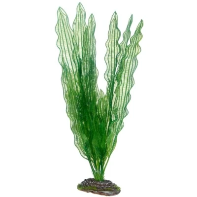 Abbildung von Dohse Aponogeton, 39 cm