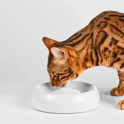 Abbildung von Katzennapf Keramik Premium Qualität XL (Ø 27cm)