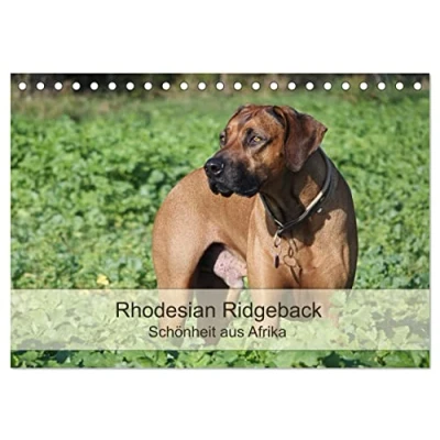 Abbildung von Rhodesian Ridgeback Schönheit aus Afrika (Tischkalender 2025 DIN A5 quer), CALVENDO Monatskalender