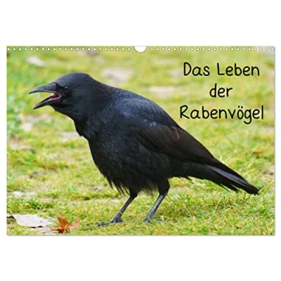 Abbildung von Das Leben der Rabenvögel (Wandkalender 2025 DIN A3 quer), CALVENDO Monatskalender