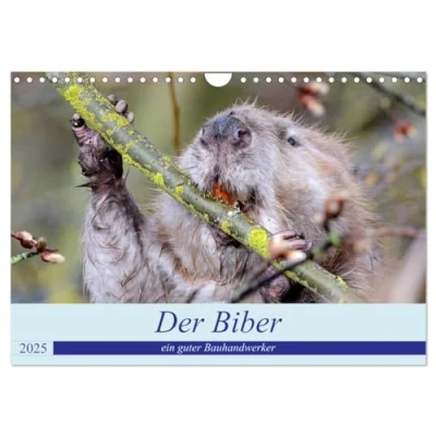 Abbildung von Der Biber, ein guter Bauhandwerker (Wandkalender 2025 DIN A4 quer), CALVENDO Monatskalender