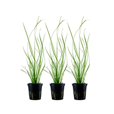 Abbildung von AquaOne Aquarium Pflanze 3 Stück Cyperus helferi I Wasserpflanze Aquariumpflanze Ausläufer voll durchwurzelt einfach pflegeleicht Aquascaping Dekoration