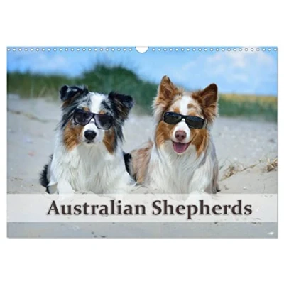 Abbildung von Wunderbare Australian Shepherds (Wandkalender 2025 DIN A3 quer), CALVENDO Monatskalender
