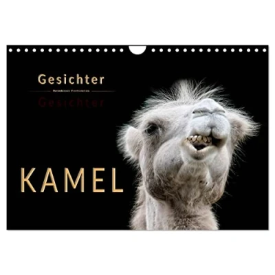 Abbildung von Kamel Gesichter (Wandkalender 2025 DIN A4 quer), CALVENDO Monatskalender