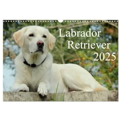 Abbildung von Labrador Retriever 2025 (Wandkalender DIN A3 quer), CALVENDO Monatskalender