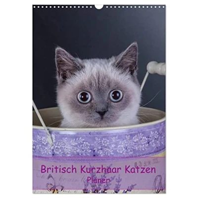 Abbildung von Britisch Kurzhaar Katzen Planer (Wandkalender 2025 DIN A3 hoch), CALVENDO Monatskalender