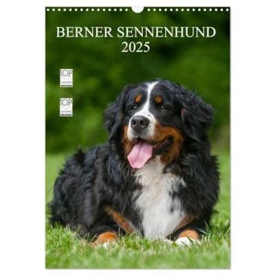 Abbildung von Berner Sennenhund 2025 (Wandkalender DIN A3 hoch), CALVENDO Monatskalender