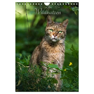 Abbildung von Wildkatzen scheue Jäger (Wandkalender 2025 DIN A4 hoch), CALVENDO Monatskalender