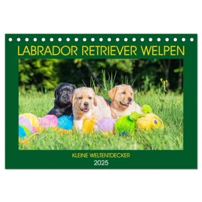 Abbildung von Labrador Retriever Welpen Kleine Weltentdecker (Tischkalender 2025 DIN A5 quer), CALVENDO Monatskalender