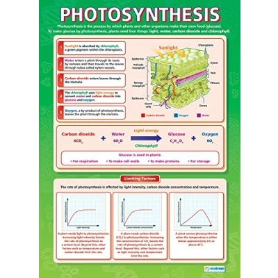 Abbildung von Daydream Education „Photosynthese“, Wissenschaftsposter, Glanzpapier, 850 x 594 mm (A1), Wissenschaftslehrtafel für das Klassenzimmer, Lernposter (evtl. nicht in deutscher Sprache)