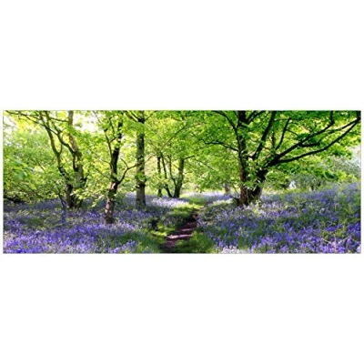 Abbildung von Wallario Wandbild aus Acryl, 50 x 125 cm, freischwebende Optik Blaues Hasenglöckchen im Wald
