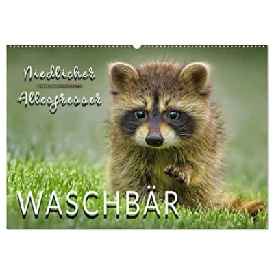 Abbildung von Waschbär Niedlicher Allesfresser (Wandkalender 2025 DIN A2 quer), CALVENDO Monatskalender