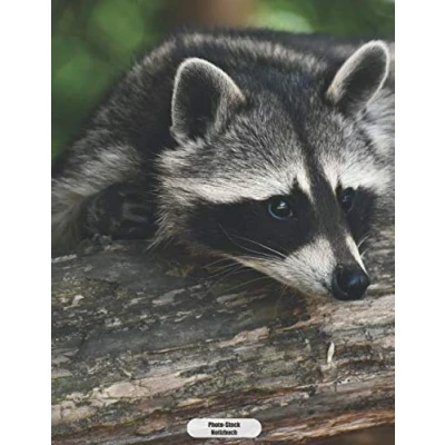 Abbildung von Photo Stock Notizbuch: Niedlicher Waschbär Notizbuch 150 Seiten liniert A4 Format mattes Softcover