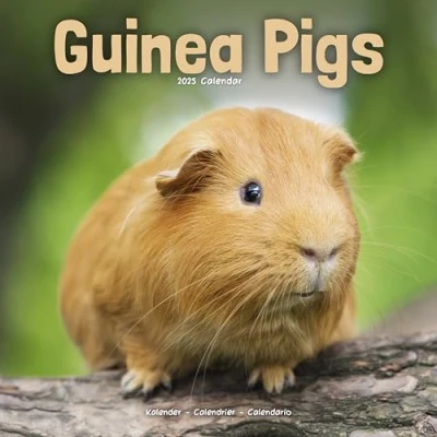 Abbildung von Guinea Pigs Meerschweinchen 2025 16 Monatskalender: Original Avonside Kalender [Mehrsprachig] [Kalender] (Wall Kalender)