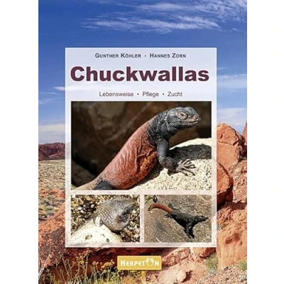 Abbildung von Chuckwallas: Lebensweise, Pflege, Zucht
