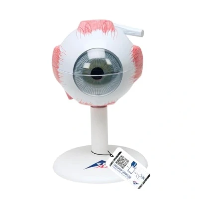 Abbildung von 3B Scientific Auge, 3 fache Größe, 6 teilig + kostenlose Anatomie App Smart Anatomy, F15