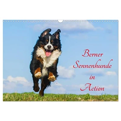 Abbildung von Berner Sennenhunde in Action (Wandkalender 2025 DIN A3 quer), CALVENDO Monatskalender