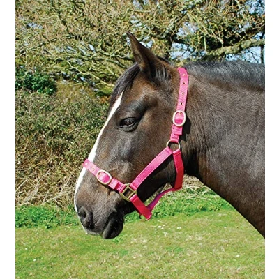Abbildung von Rhinegold Nylon Halfter X Full Raspberry, Himbeere, Kaltblut/Warmblut extragroß