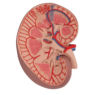 Abbildung von 3B Scientific Menschliche Anatomie Basis Version Nierenschnitt, 3 fache Größe + kostenlose App Smart Anatomy