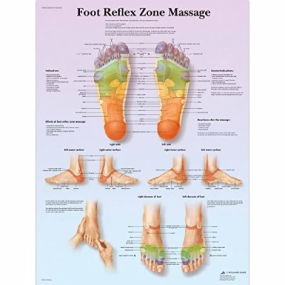 Abbildung von 3B Scientific Menschliche Anatomie, Lehrtafel für Fußreflexzonenmassage, Papierversion