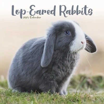 Abbildung von Lop eared Rabbits Widderkaninchen 2025 16 Monatskalender: Original Avonside Kalender [Mehrsprachig] [Kalender] (Wall Kalender)