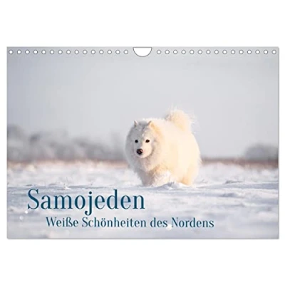 Abbildung von Samojeden Liebenswerte Fellkugeln (Wandkalender 2025 DIN A4 quer), CALVENDO Monatskalender