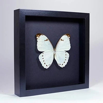 Abbildung von De Museumwinkel.com Morpho Luna Weißer Morphofalter Echter präparierter Schmetterling montiert unter Glas in handgefertigten eleganten schwarzen Holzrahmen