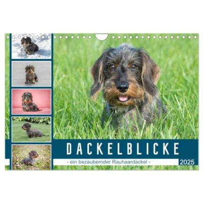 Abbildung von Dackelblicke ein bezaubernder Rauhaardackel (Wandkalender 2025 DIN A4 quer), CALVENDO Monatskalender