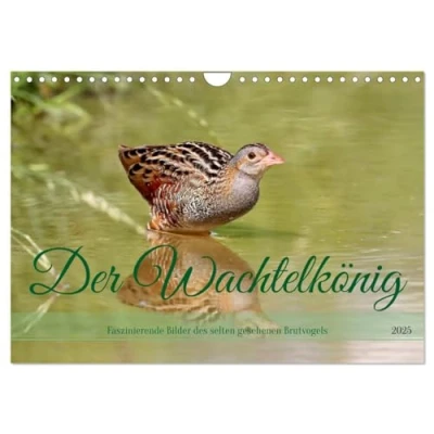 Abbildung von Der Wachtelkönig (Wandkalender 2025 DIN A4 quer), CALVENDO Monatskalender