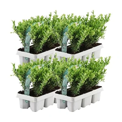 Abbildung von Plants by Frank 24 Stechpalme Pflanze Heckenpflanzen Winterhart x Ø7 cm 15 Ilex crenata Jenny Buchs ersatz Buchsbaum