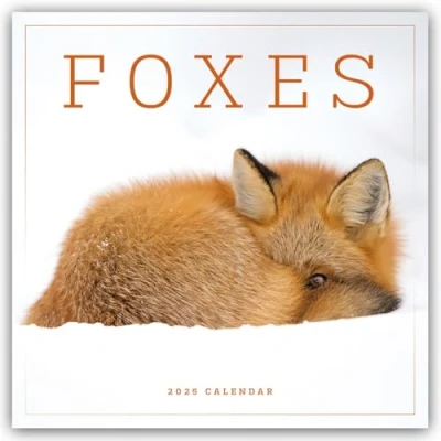 Abbildung von Foxes Füchse 2025 Wand Kalender: Original Carousel Kalender [Mehrsprachig] [Kalender] (Wall Kalender)