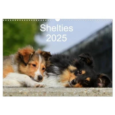 Abbildung von Shelties 2025 (Wandkalender DIN A3 quer), CALVENDO Monatskalender