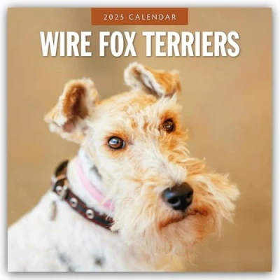 Abbildung von Wire Fox Terriers Drahthaar Foxterrier 2025 16 Monatskalender: Original Red Robin Publishing Ltd Kalender [Mehrsprachig] [Kalender] (Wall Kalender)