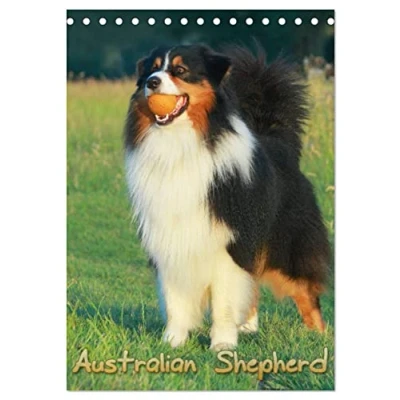 Abbildung von Australian Shepherd (Tischkalender 2025 DIN A5 hoch), CALVENDO Monatskalender