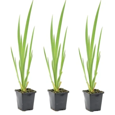 Abbildung von Bloomique 3er Set Iris Pseudacorus Heimische Sumpf Schwertlilie Teichpflanzen Winterhart Wasserpflanzen Zone 1 2 Höhe 15 25 cm Topf 9