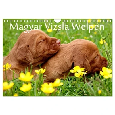 Abbildung von Magyar Vizsla Welpen (Wandkalender 2025 DIN A4 quer), CALVENDO Monatskalender