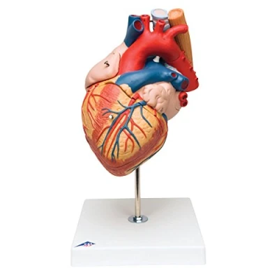 Abbildung von 3B Scientific Menschliche Anatomie Herz mit Luft und Speiseröhre, 2 fache Größe, 5 teilig + kostenlose App Smart Anatomy, G13