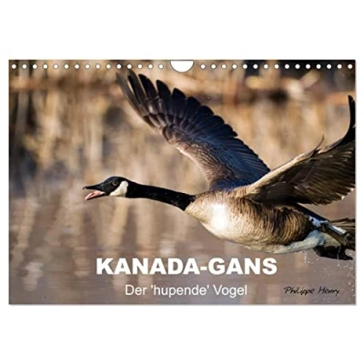 Abbildung von KANADA GANS Der &#039;hupende&#039; Vogel (Wandkalender 2025 DIN A4 quer), CALVENDO Monatskalender