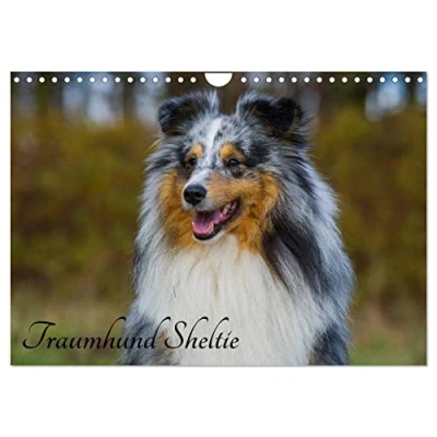 Abbildung von Traumhund Sheltie (Wandkalender 2025 DIN A4 quer), CALVENDO Monatskalender
