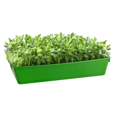 Abbildung von BURI Pflanzkübel Profi Gärtnerbox Pflanzschale Pikierschale 58x32x11 Pflanzwanne grün (6 St)