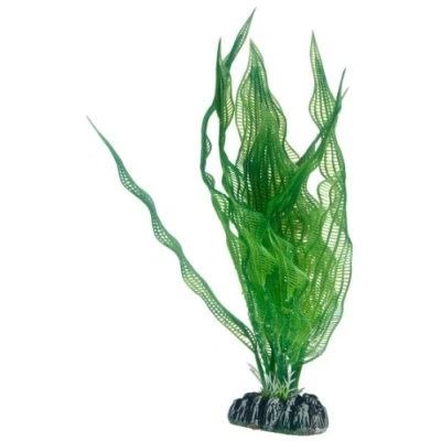 Abbildung von Dohse Aponogeton, 25 cm