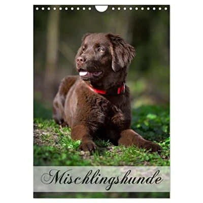 Abbildung von Mischlingshunde (Wandkalender 2025 DIN A4 hoch), CALVENDO Monatskalender