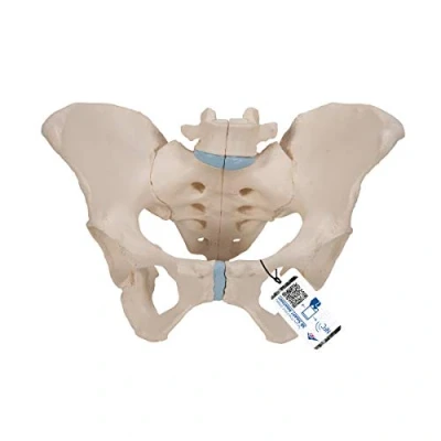Abbildung von 3B Scientific Menschliche Anatomie Weibliches Becken Modell, 3 teilig + kostenlose App Smart Anatomy
