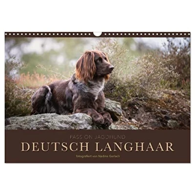 Abbildung von Passion Jagdhund Deutsch Langhaar (Wandkalender 2025 DIN A3 quer), CALVENDO Monatskalender
