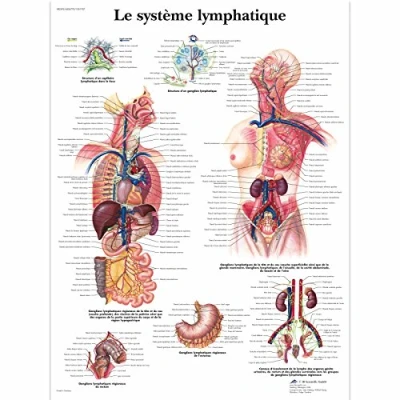 Abbildung von 3B Scientific Lehrtaffel Le système lymphatique Französisch
